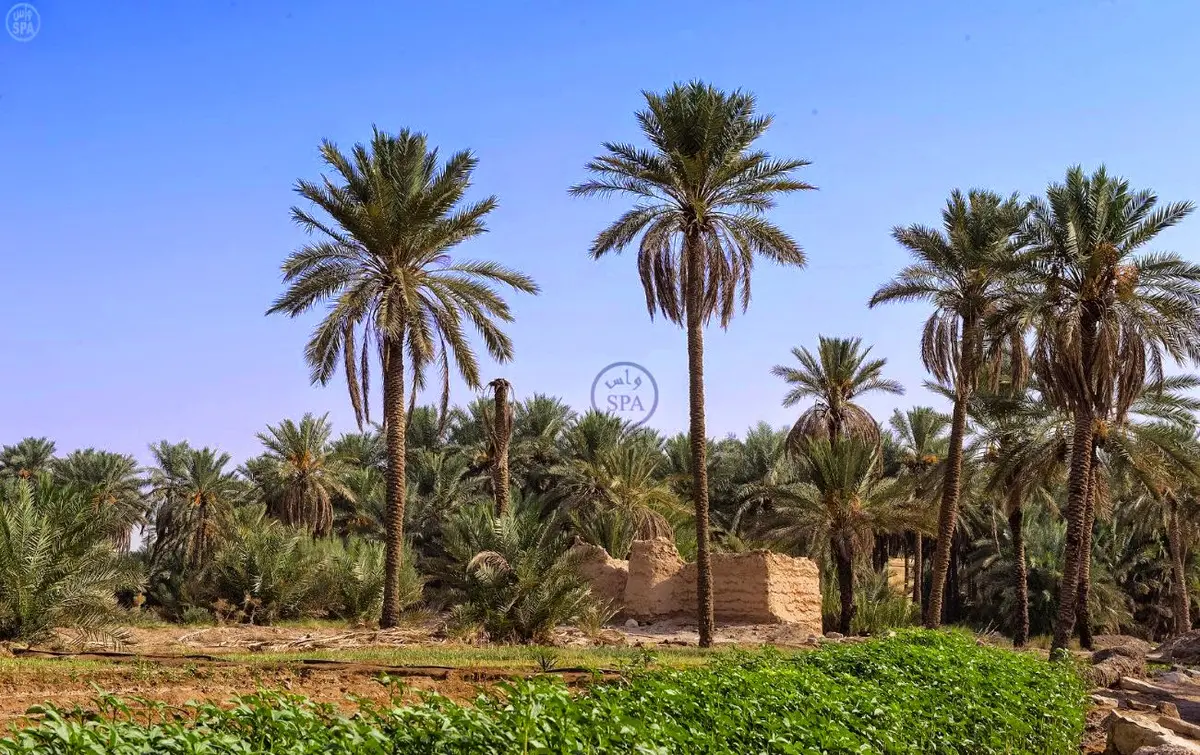 واحات المملكة